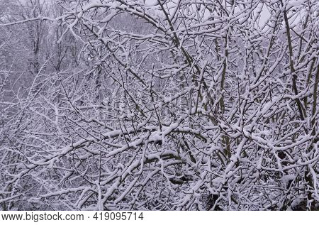 Nice Fine Old Tree Covered With Snow