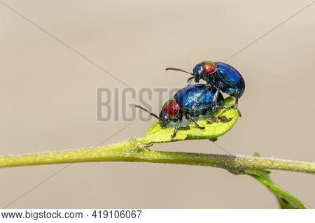 Image Of Blue Milkweed Beetle It Has Blue Wings And A Red Head Couple Make Love On A Natural Backgro