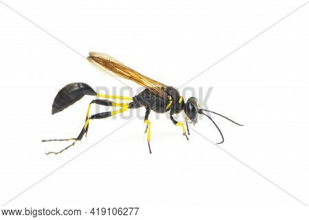 Image Of Mud Dauber Wasp(sphecidae) Isolated On White Background. Insect. Animal.
