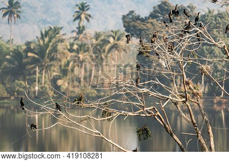 Carambolim Lake, Goa, India. The Indian Cormorants Sits On Tree Branches In Sunny Morning. Indian Sh