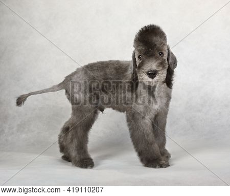 Cute Two Month Old Bedlington Terrier Puppy Standing On A Light Gray Background