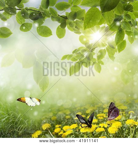 ฤดูใบไม้ผลิสด bokeh: dandelions กับผีเสื้อในโดว์