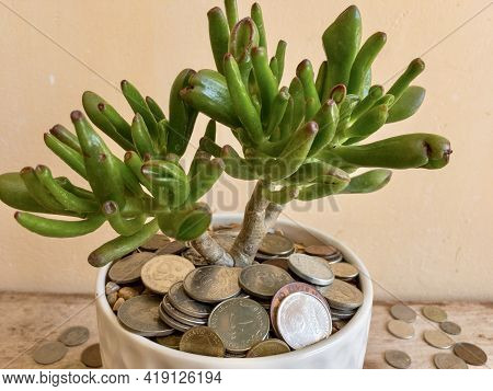 Crassula Ovata Gollum Succulent Plant With A Lot Of Coins