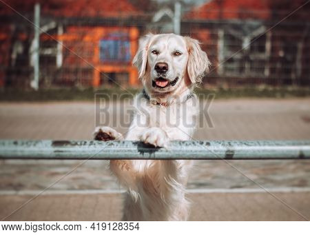 Golden Retriever Hunde Hundetraining Labrador Hund Hundeerziehung