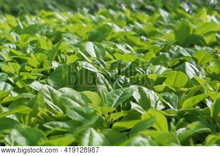 Young Green Leaves On A Limon Plant Without Blossoms