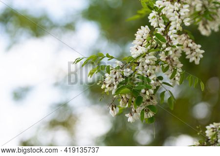Spring Blooming Magnolia. A Tree Branch Blooms With White Flowers And Waits For Bees.