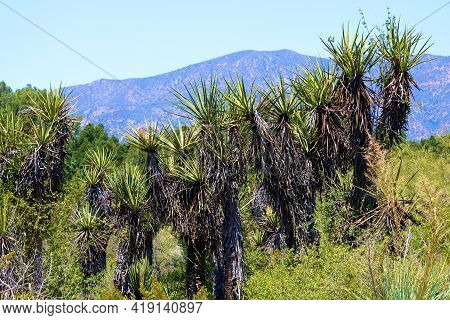 Chaparral Shrubs Besides Yucca Plants On A Southern California High Desert Plateau At A Chaparral Wo