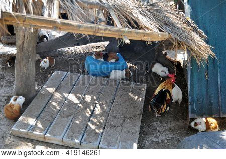 Hamster Rats In Cages Of Zoo And Aquarium Bueng Chawak Chalermphrakiat For Thai People And Foreign T