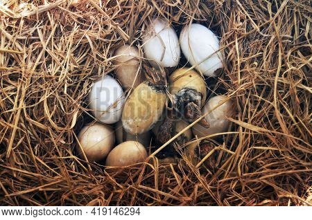 Baby Crocodile And Crocodiles Eggs On Straw Stack In Cages Of Zoo And Aquarium Bueng Chawak Chalermp