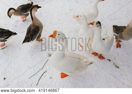 White Goose In Snowy Landscape. A Goose Survived Christmas In Germany, Traditional Christmas Meal.