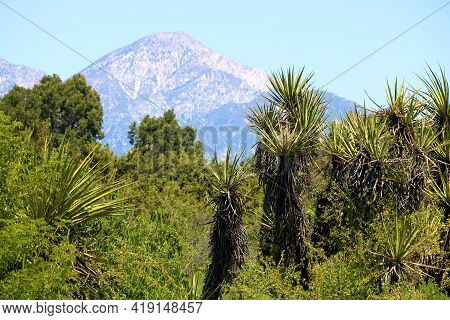 Chaparral Shrubs Including The Yucca Plant At A Chaparral Woodland On The Southern California High D