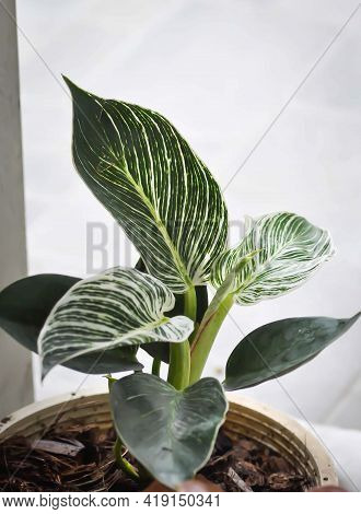 Philodendron , Philodendron Birkin Plant On The Floor