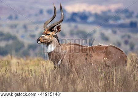 Endemic Mountain Nyala In Ale Mountains Ethiopia
