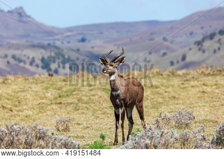 Endemic Mountain Nyala In Ale Mountains Ethiopia