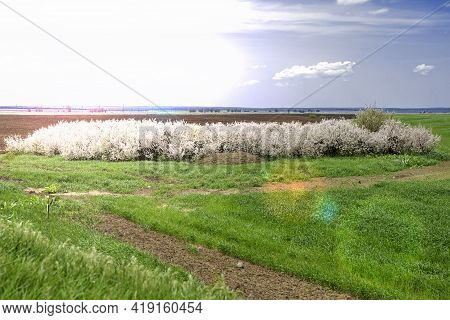 A Large Flowering Thorn Bush In A Hollow Among The Fields In Spring On A Bright Sunny Day Landscape