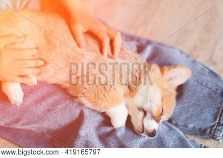 Young Female Holding Cute Little Pembroke Welsh Corgi Puppy. Taking Care And Adopting Pets Concept. 