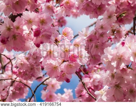 Close Up Of Dreamy Pink Cherry Blossoms - Japan Pink Sakura Flowers Flowering And Burst In Bloom. De