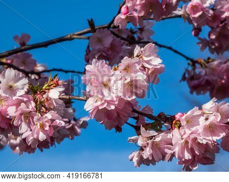 Close Up Of Dreamy Pink Cherry Blossoms - Japan Pink Sakura Flowers Flowering And Burst In Bloom. De