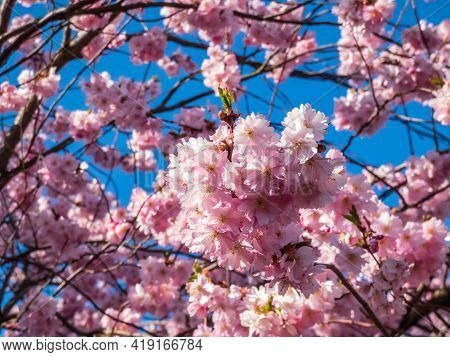 Close Up Of Dreamy Pink Cherry Blossoms - Japan Pink Sakura Flowers Flowering And Burst In Bloom. De