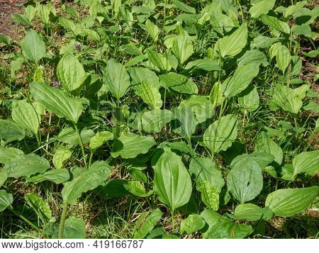 View On Many Plants Of The Broadleaf Plantain, White Man's Foot, Or Greater Plantain (plantago Major