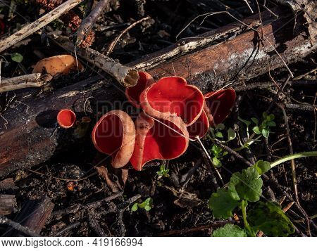 Cup-shaped Fungus Scarlet Elfcup (sarcoscypha Austriaca) Fruit Bodies Growing On Fallen Pieces Of De