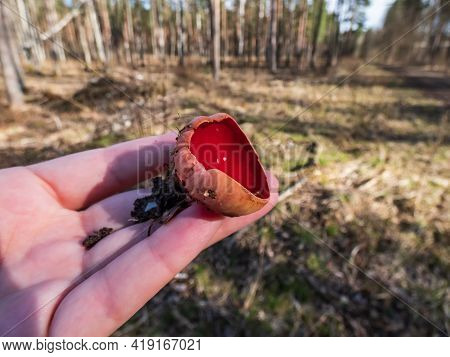Hand Holding Big Cup-shaped Fungus Scarlet Elfcup (sarcoscypha Austriaca) Fruit Body In Early Spring