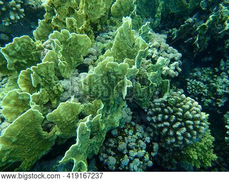 Blade Fire Coral Or Plate Fire Coral Or Wello Fire Coral (millepora Platyphylla) Undersea, Red Sea, 