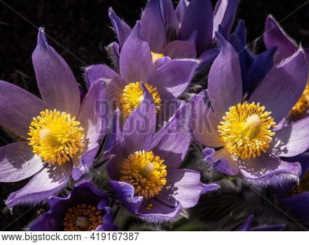 Macro Shot Of Golden Yellow Stamens Inside Of Purple Flowers Of Eastern Pasqueflower (pulsatilla Pat