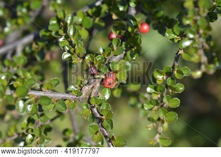 Rock Cotoneaster Branch - Latin Name - Cotoneaster Horizontalis