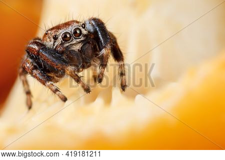 Chanterelle Are Among The Most Popularly Eaten Species Of Wild Mushrooms. They Are Orange, Yellow Or
