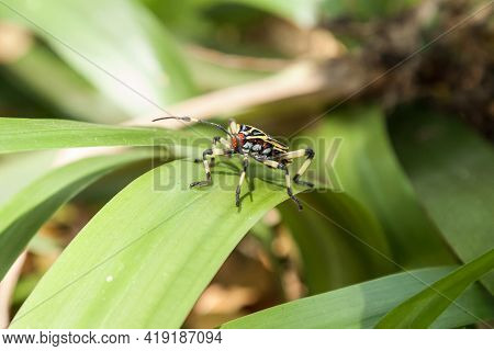 Wild Life - Colorful Hemiptera Tropical Rainforest Insect.