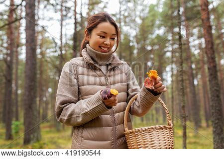 picking season, leisure and people concept - young asian woman with basket and chanterelle mushrooms in autumn forest