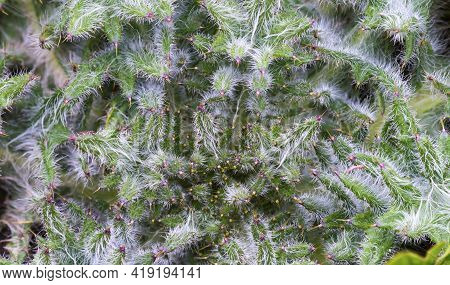Common Sow Thistles In The Yard. Overgrown Broad Leaf Weeds In The Grass.