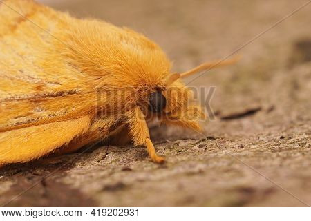 Closeup Of The Drinker Moth, Euthrix Potatoria