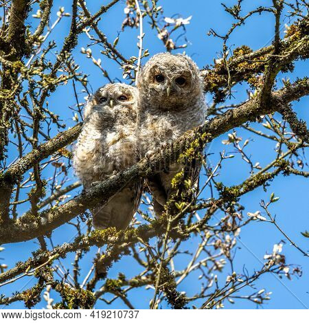 Juvenile Tawny Owls, Strix Aluco Perched On A Twig. This Brown Owl Is A Stocky, Medium-sized Owl Com