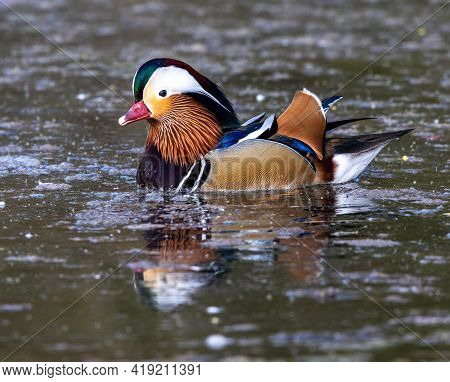 The Mandarin Duck, Aix Galericulata Is A Perching Duck Species Found In East Asia. Herer At A Lake I
