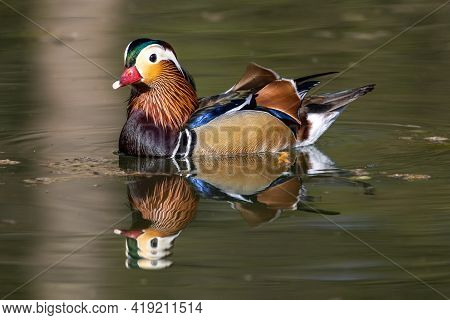 The Mandarin Duck, Aix Galericulata Is A Perching Duck Species Found In East Asia. Herer At A Lake I