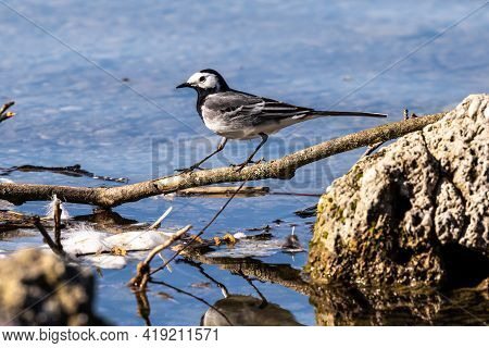 The White Wagtail, Motacilla Alba Is A Small Passerine Bird In The Family Motacillidae. Seen In The 