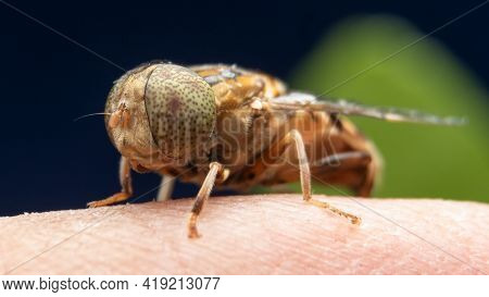 Spot Eyed Hoverfly Sitting On My Finger Stock Photo