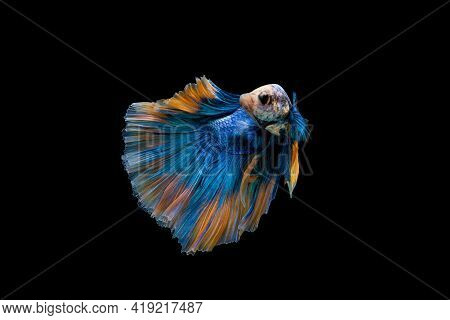 Colorful Betta, Pla-kad (biting Fish) Thai; Halfmoon Blue And Orange Betta Isolated On Black Backgro