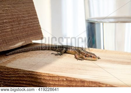 European Lizard In Sunlight Sitting On A Bench In Ireland