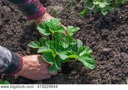 Farmer's Hand Planting Green Young Berry Plants. Seasonal Agricultural Works, Summertime. Young Stra