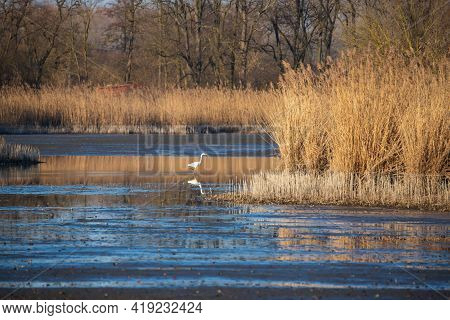 Great Egret Walks In The Water Of The Pond And Hunts. There Is Rakos Around.