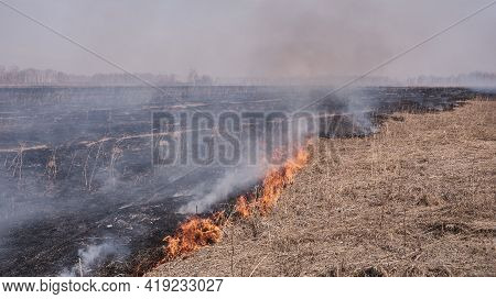 In The Spring, Dry Grass Burns On The Field. Grassroots Natural Fire.