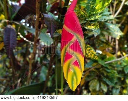 Heliconia Rostrata Red Yellow Flower On Tree Background Sunset Texture