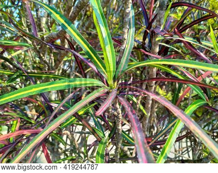 Codiaeum Variegatum Red Green Leaves Background Red