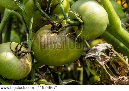 Unripe Tomatoes Affected By Late Blight. Phytophthora Infestans. Selective Focus.