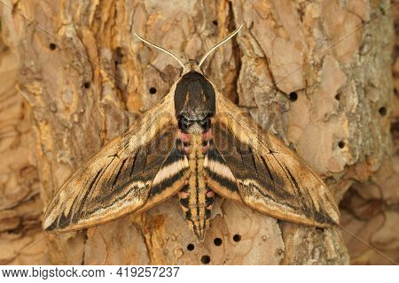 Closeup Of A  Privet Hawk Moth, Sphinx Ligustri On Wood