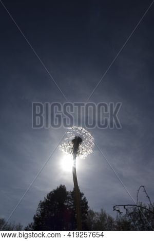 Light As Life Force In Nature, Sunshine For Energy And Vitality