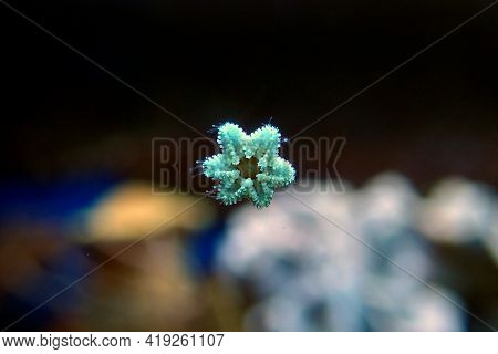 Asterina Sea Star Is Common Star In Home Coral Reef Aquarium Tanks